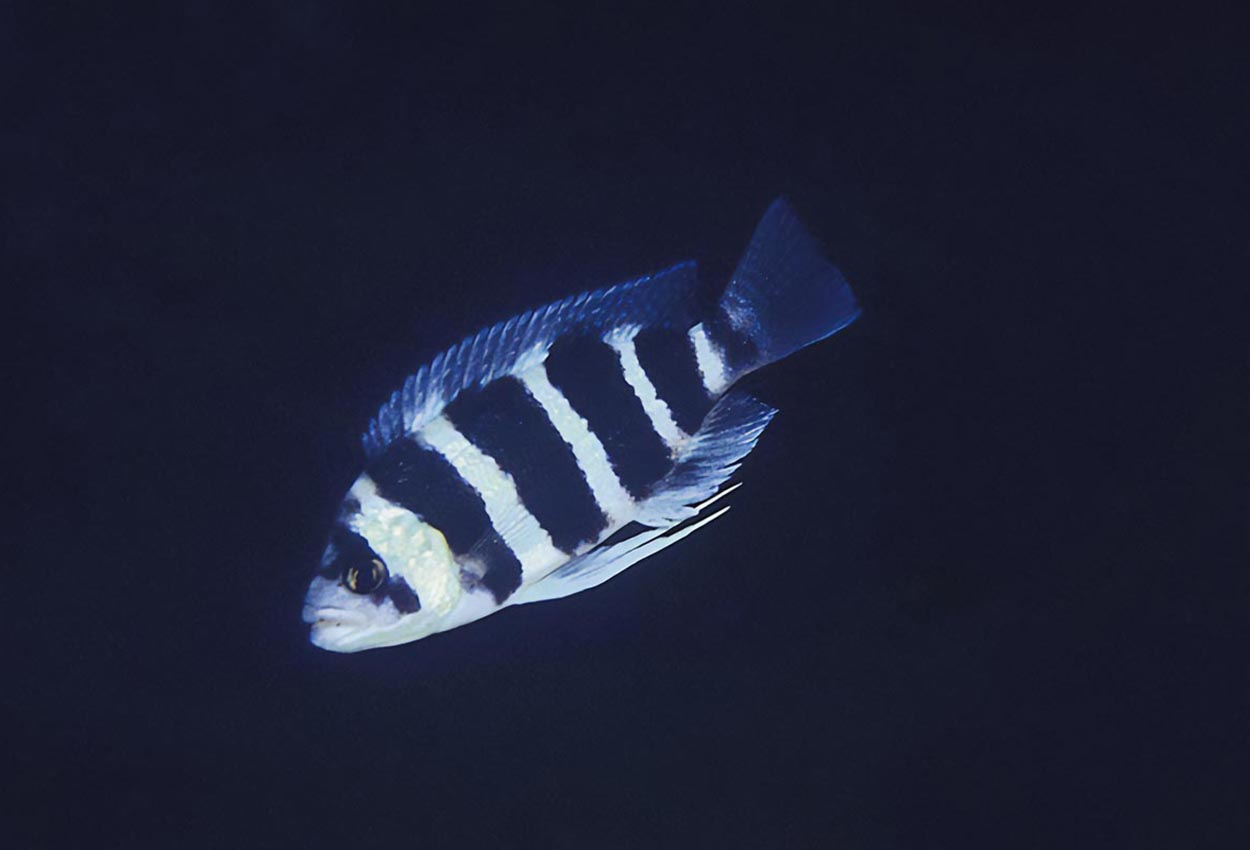 Foto på fisken Plecodus straeleni