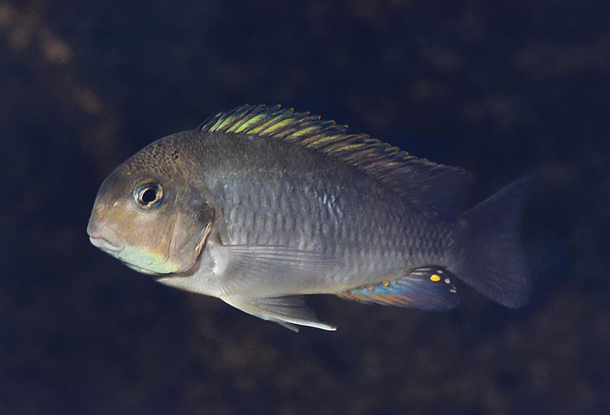 Foto på fisken Pseudosimochromis curvifrons