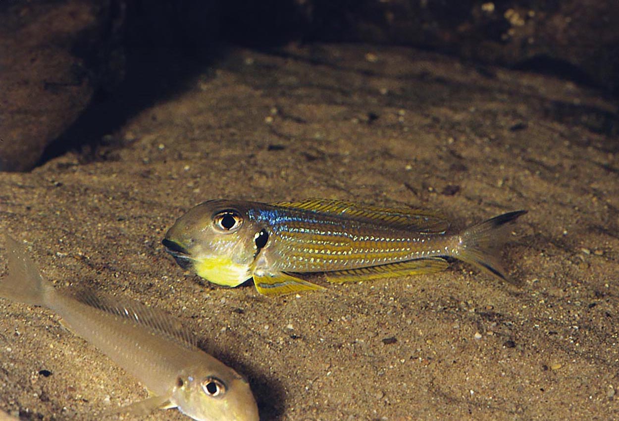 Foto på fisken Xenotilapia ochrogenys