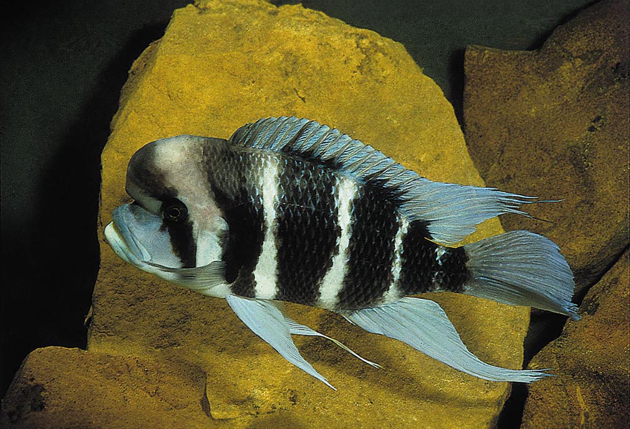 Foto på fisken Cyphotilapia frontosa, Magara