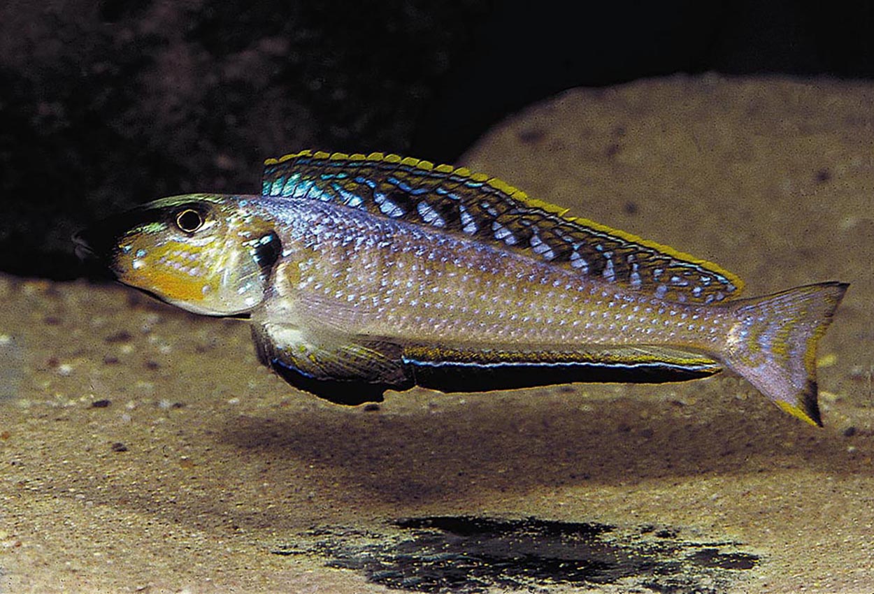 Foto på fisken Enantiopus melanogenys