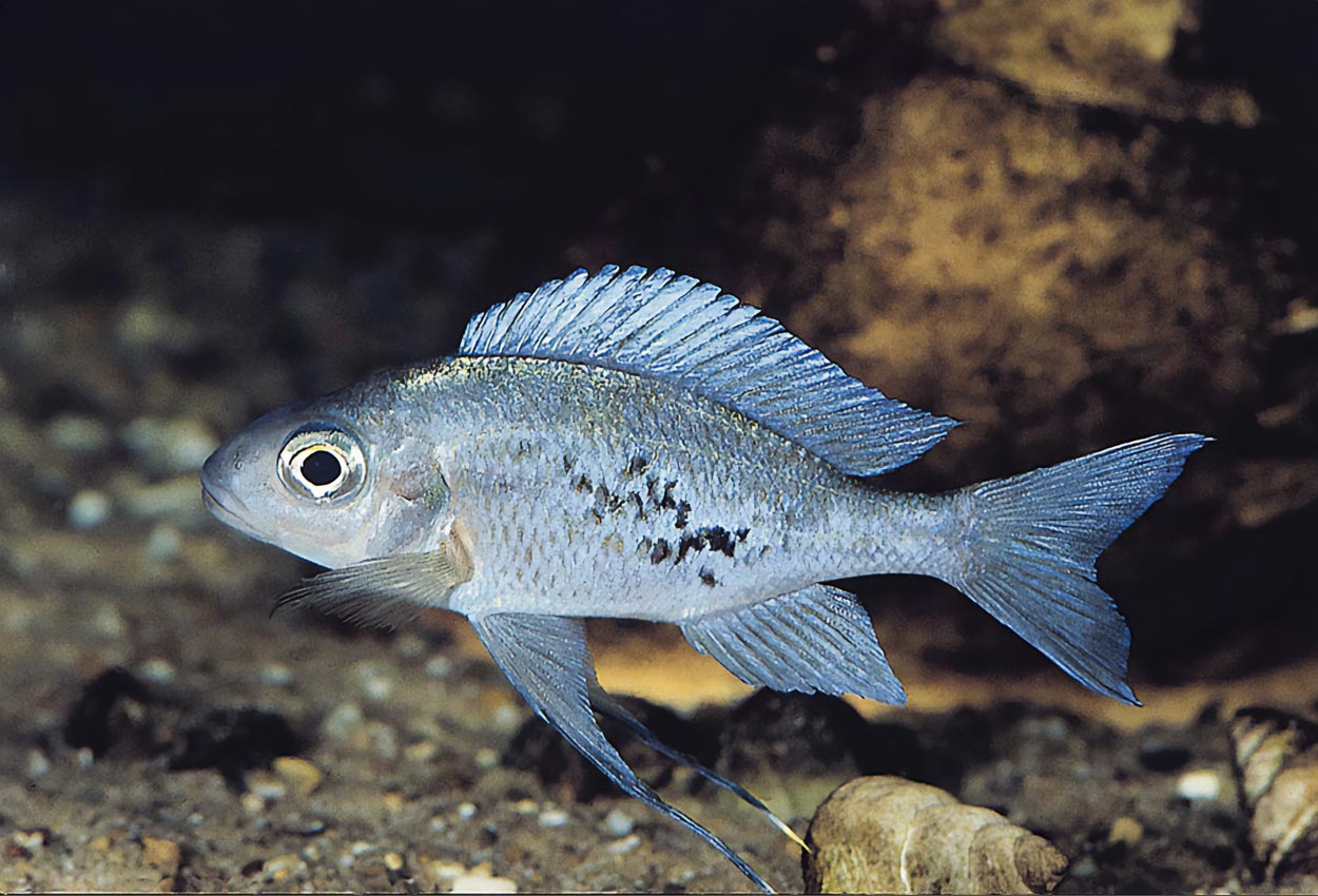 Foto på fisken Ophthalmotilapia ventralis, Chituta