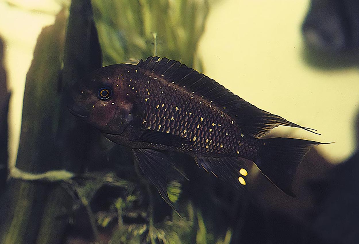 Foto på fisken Petrochromis trewavasae