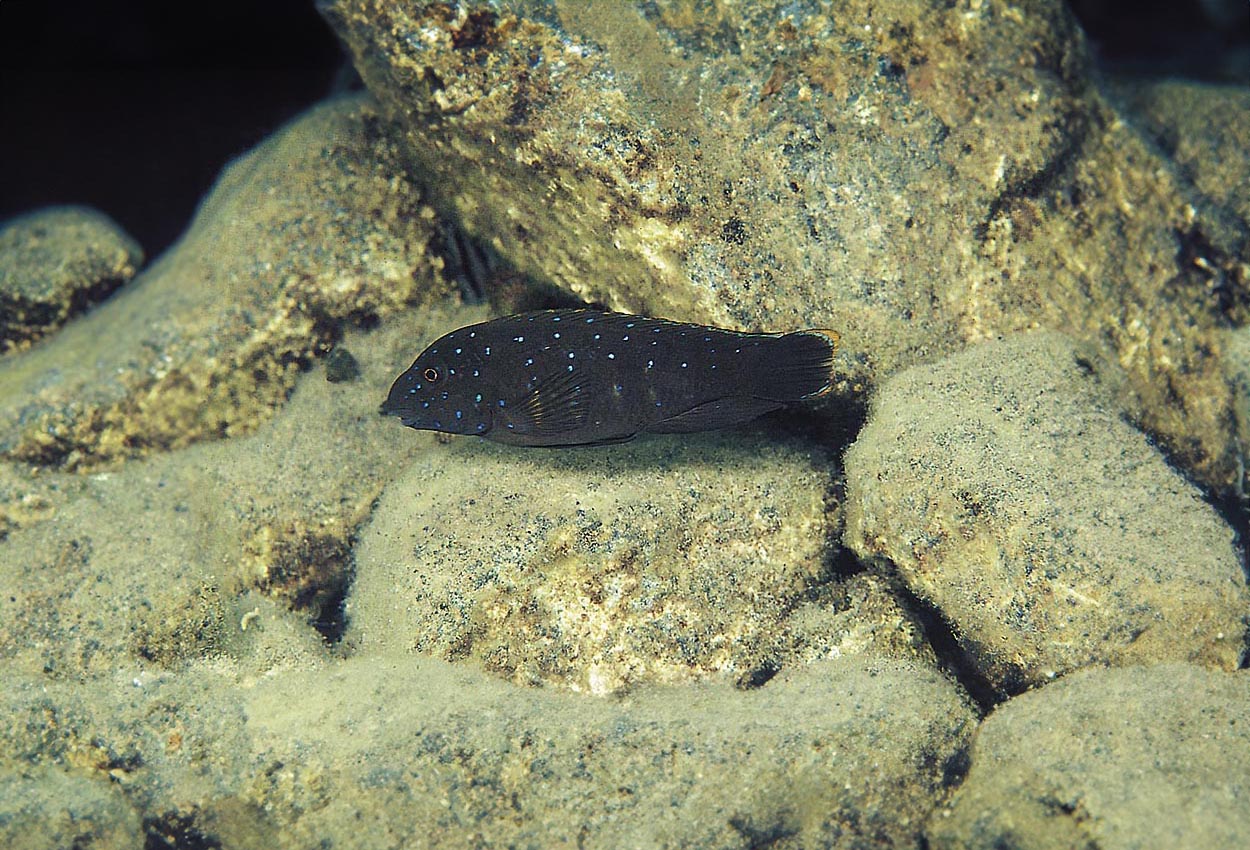 Foto på fisken Spathodus erythrodon
