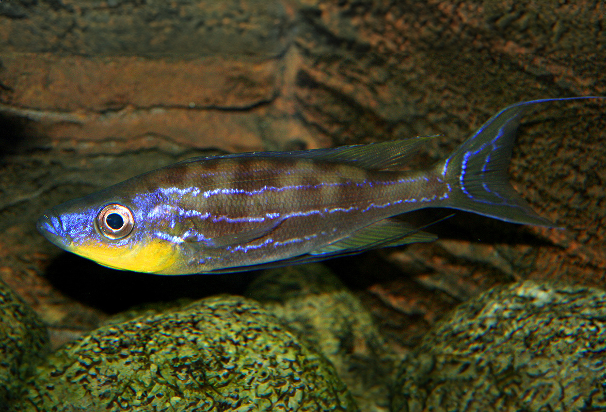 Foto på fisken Benthochromis tricoti