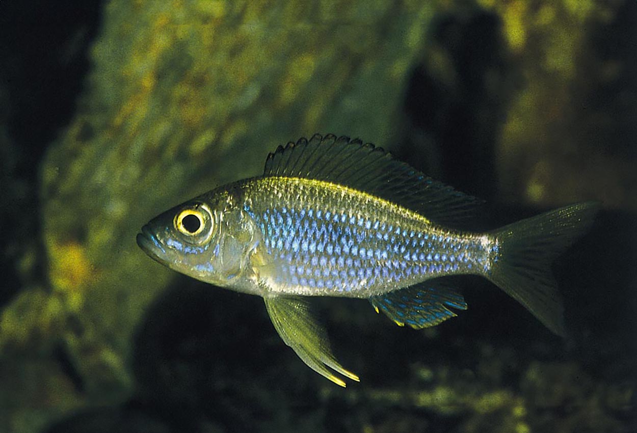 Foto på fisken Aulonocranus dewindtii