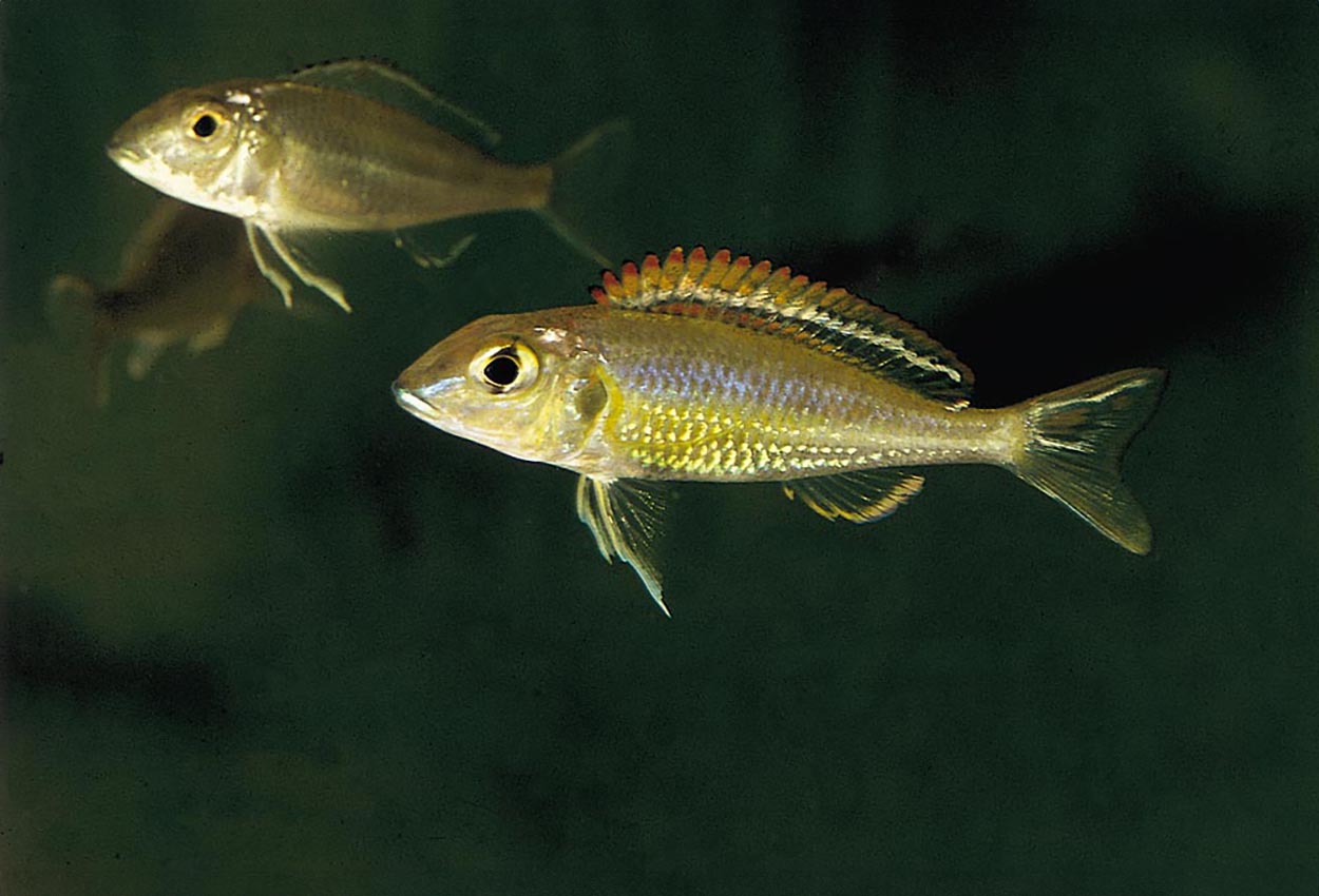 Foto på fisken Callochromis pleurospilus