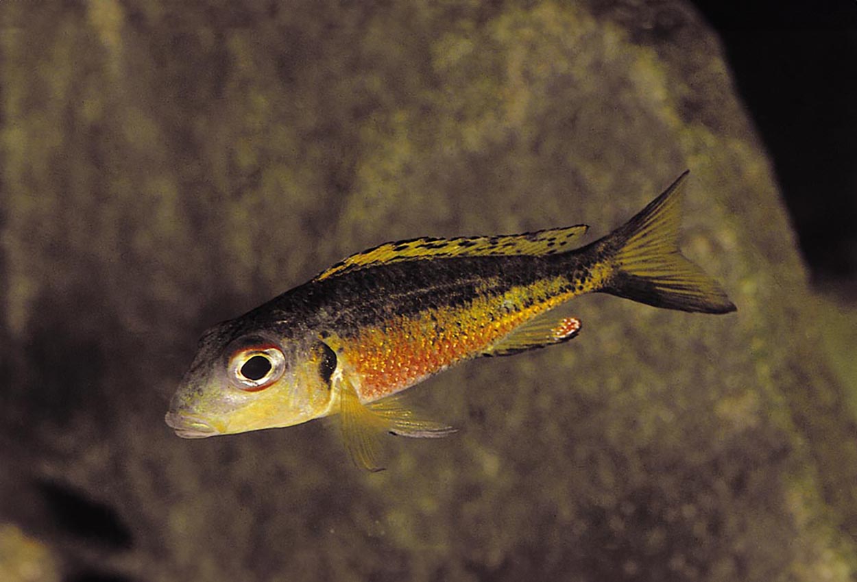 Foto på fisken Callochromis melanostigma