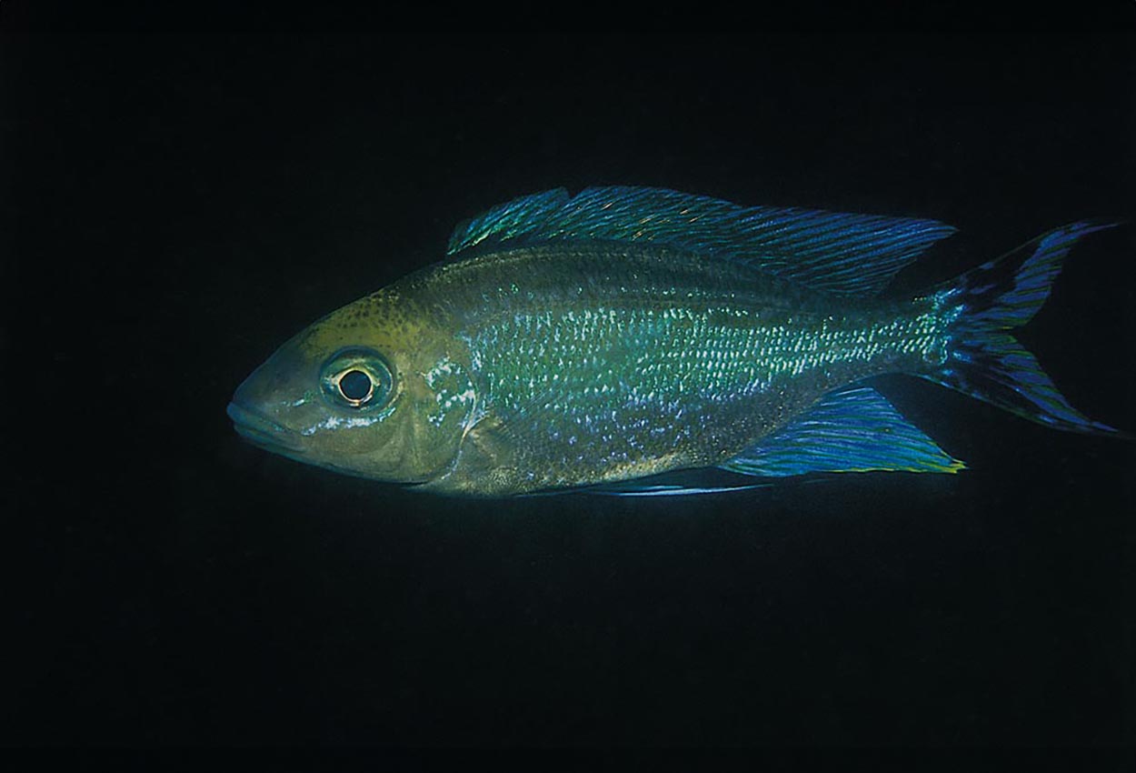 Foto på fisken Cyathopharynx furcifer