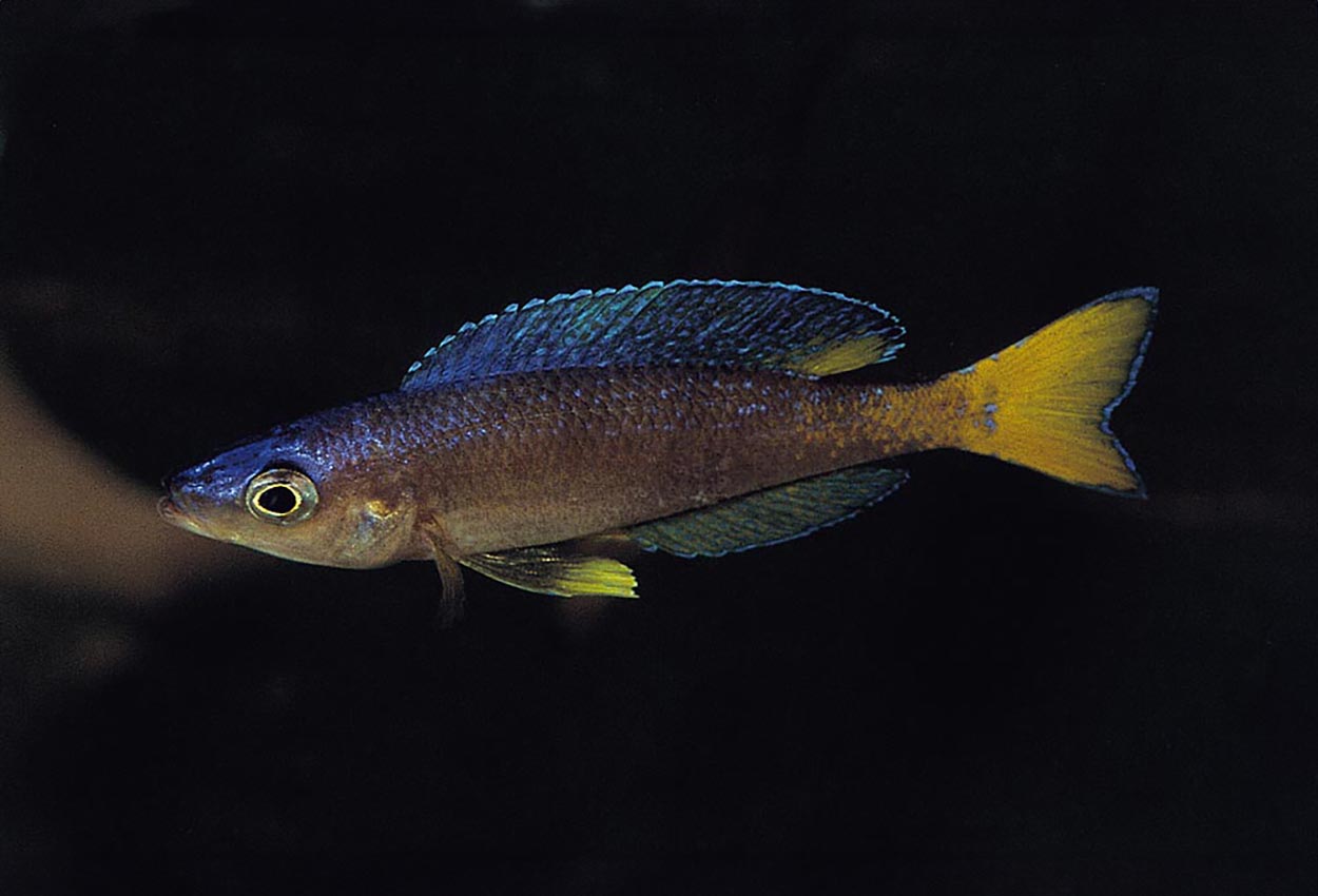 Foto på fisken Cyprichromis leptosoma, Malasa