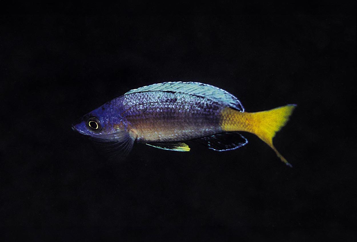 Foto på fisken Cyprichromis sp. 'leptosoma jumbo', Kitumba