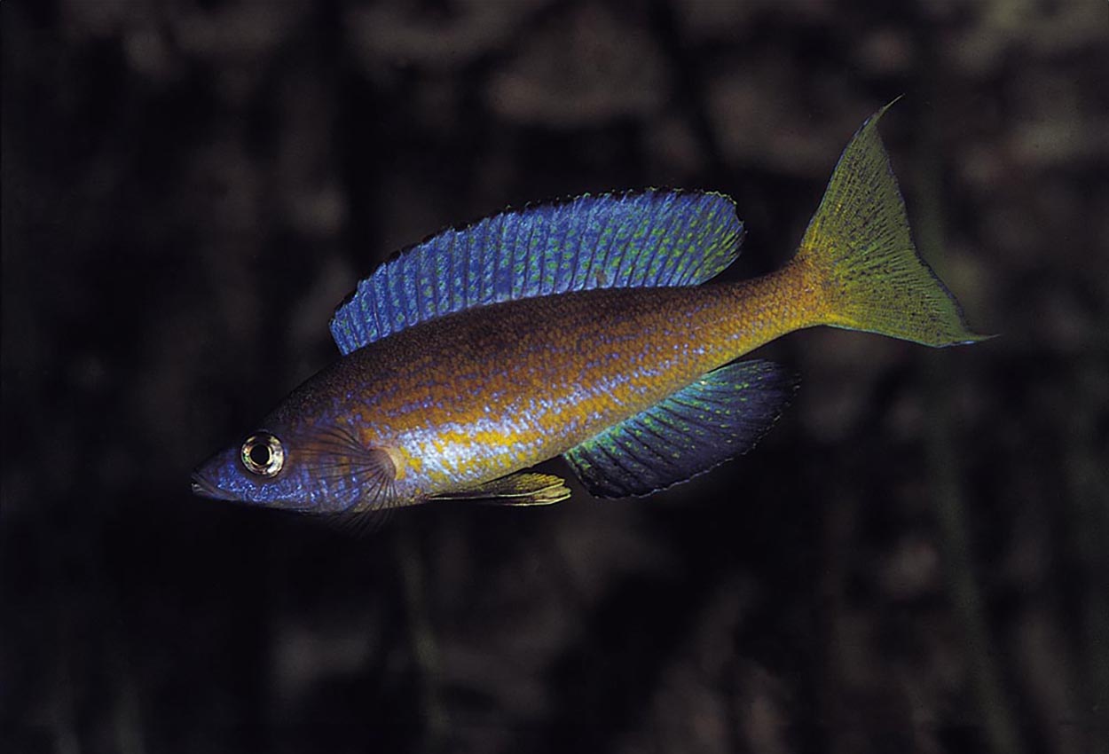 Foto på fisken Cyprichromis microlepidotus, Burundi