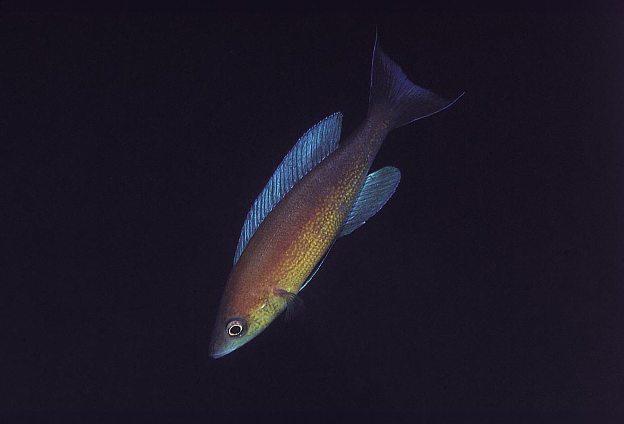 Foto på fisken Cyprichromis pavo