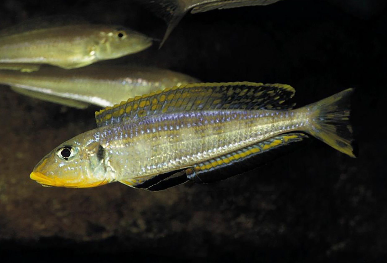 Foto på fisken Enantiopus sp. 'kilesa'