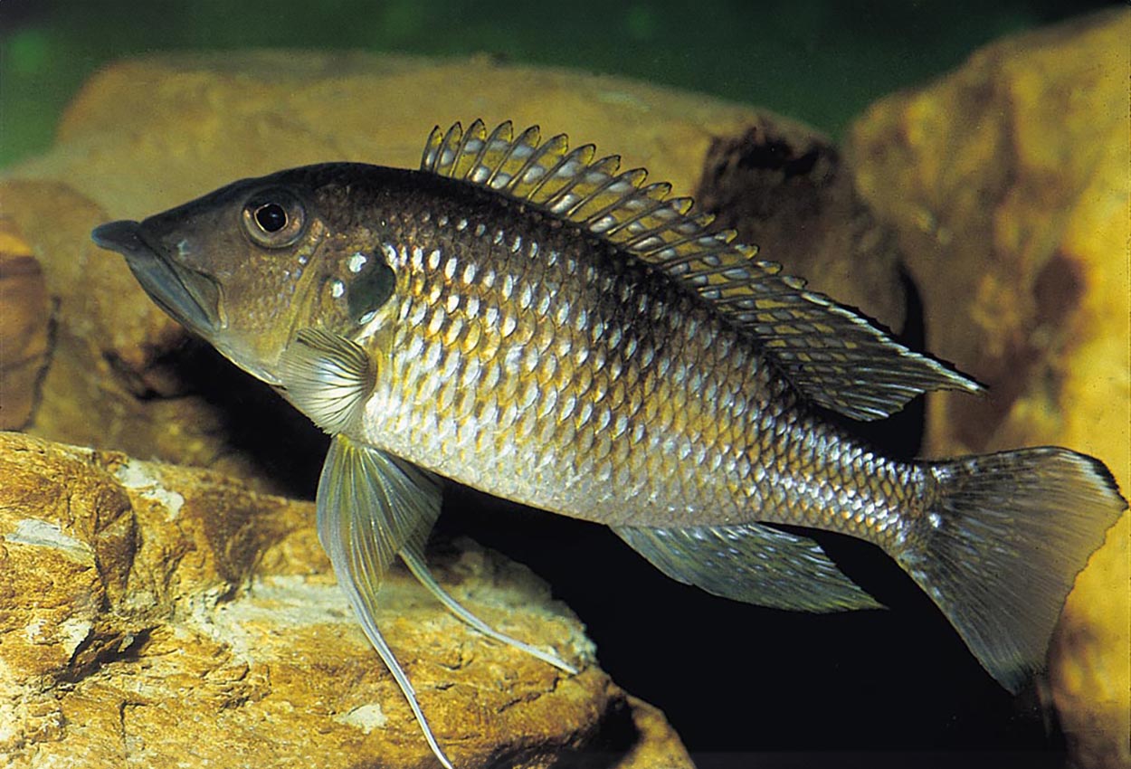 Foto på fisken Gnathochromis permaxillaris