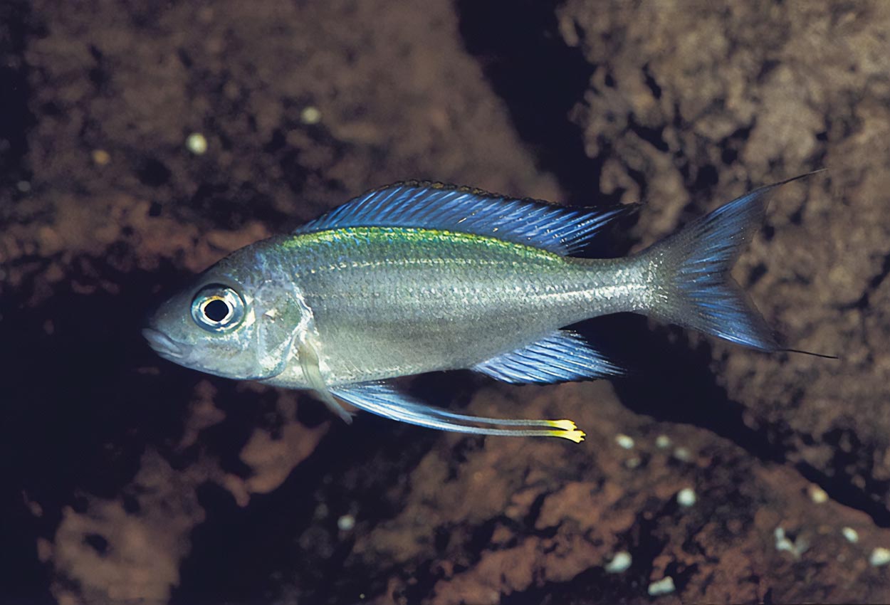 Foto på fisken Ophthalmotilapia heterodonta