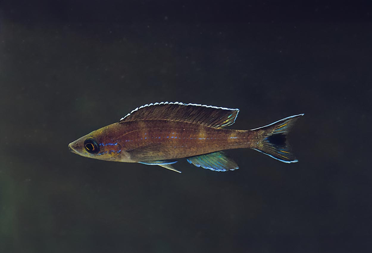 Foto på fisken Paracyprichromis brieni, Kitumba