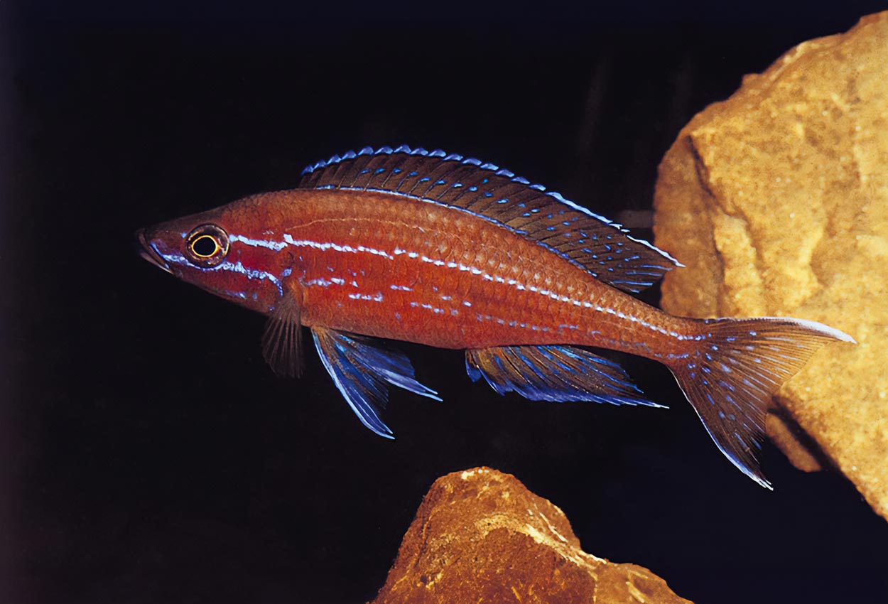 Foto på fisken Paracyprichromis nigripinnis