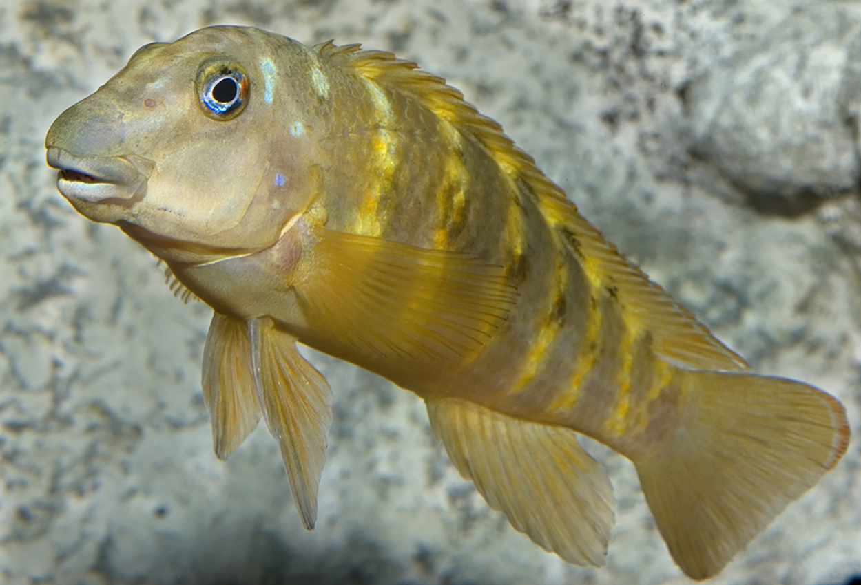 Foto på fisken Eretmodus marksmithi