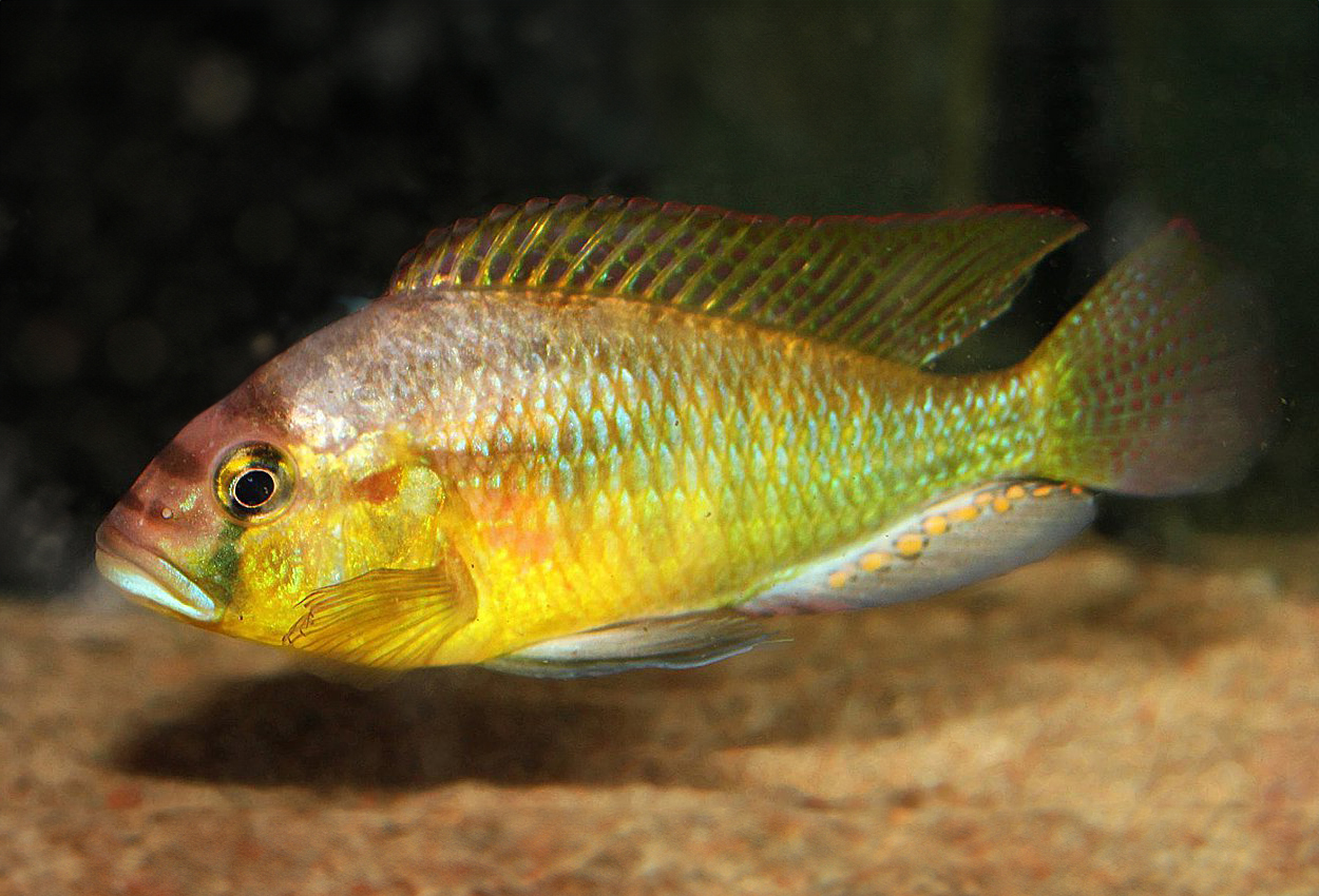 Foto på fisken Astatotilapia burtoni