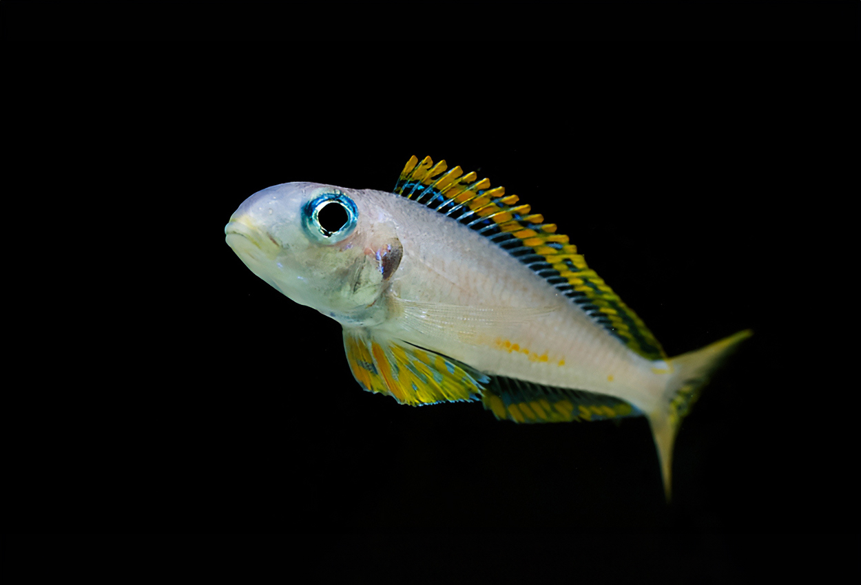 Foto på fisken Xenotilapia flavipinnis, Kasanga 
