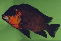 Röd Petrochromis