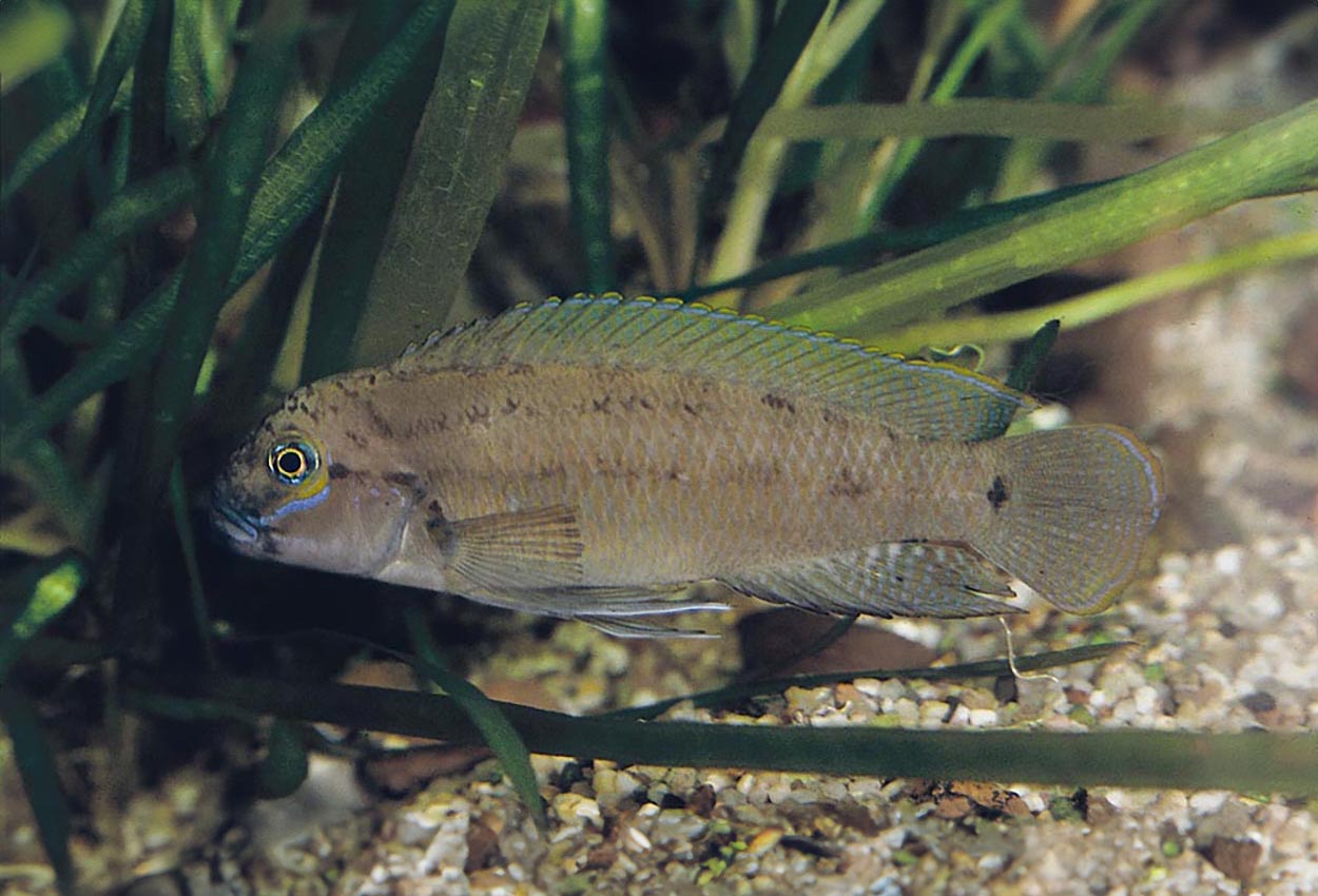 Foto på fisken Telmatochromis temporalis