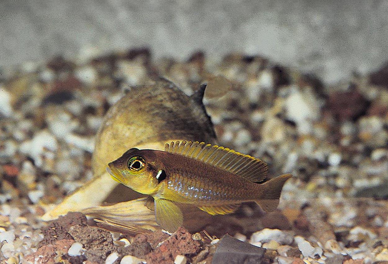 Foto på fisken Lamprologus ocellatus, Nkamba Bay