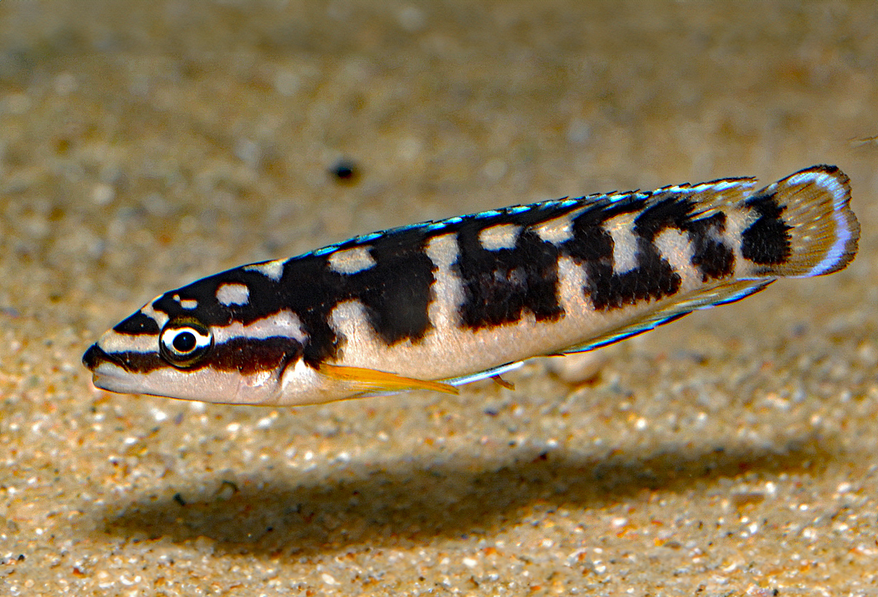 Foto på fisken Julidochromis transcriptus, Kissi  