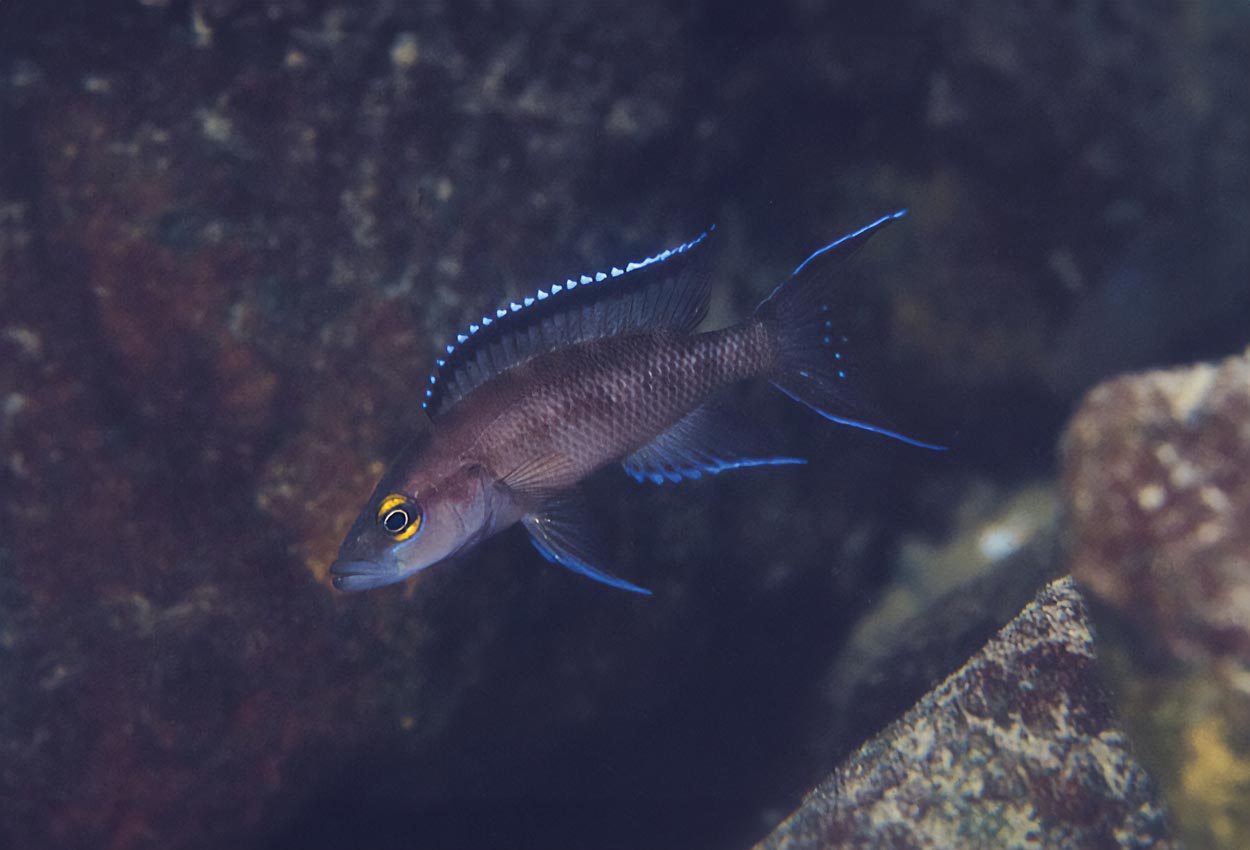 Foto på fisken Neolamprologus buescheri, Chaitica