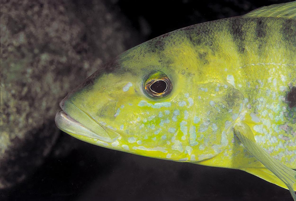 Foto på fisken Boulengerochromis microlepis