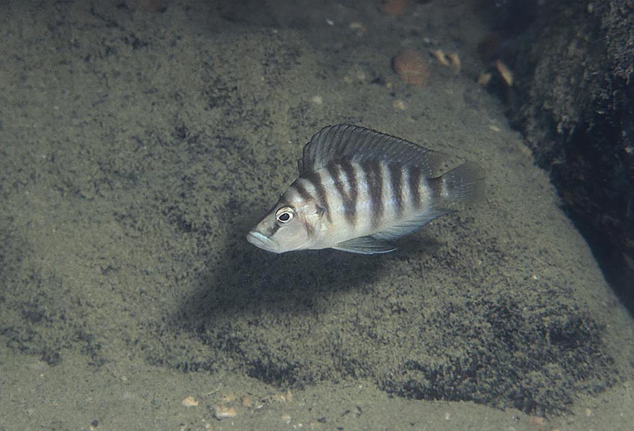 Foto på fisken Altolamprologus sp. 'compressiceps shell', Sumbu