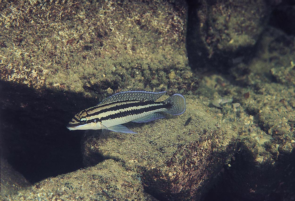 Foto på fisken Julidochromis dickfeldi