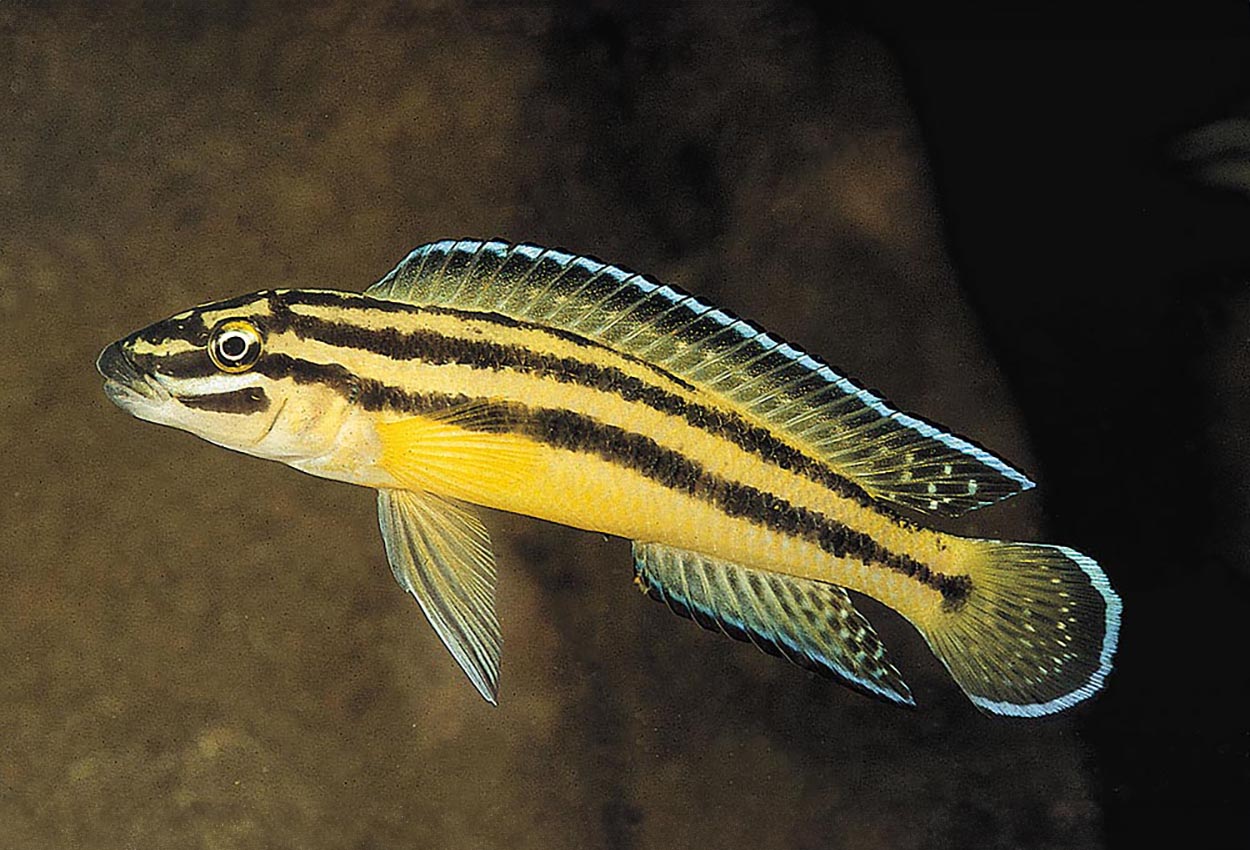 Foto på fisken Julidochromis marksmithi