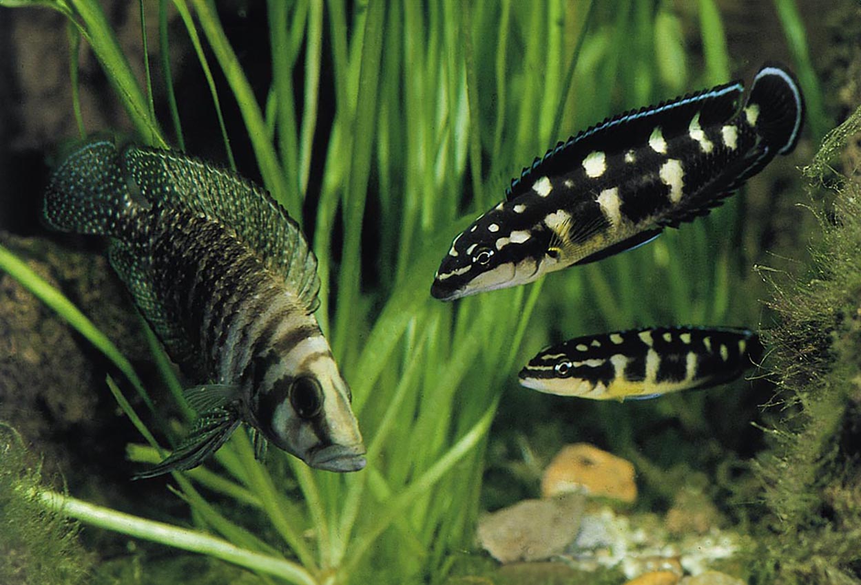 Foto på fisken Julidochromis transcriptus, Uvira