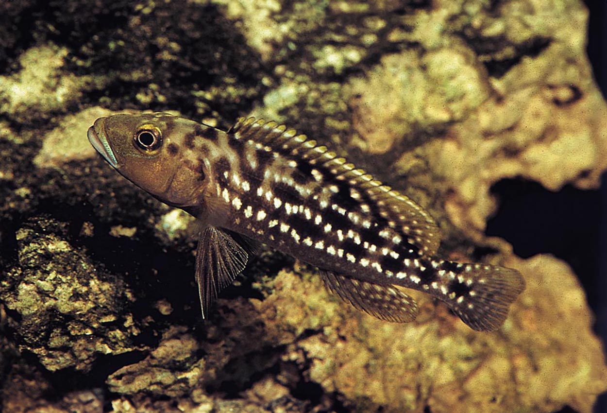 Foto på fisken Lepidiolamprologus elongatus, Magara
