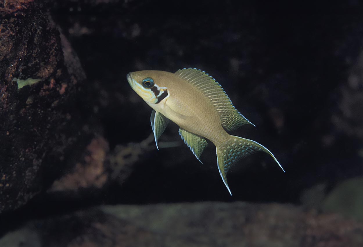 Foto på fisken Neolamprologus brichardi, Malasa