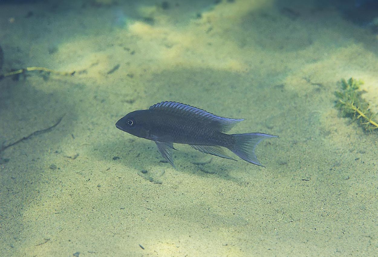 Foto på fisken Neolamprologus christyi