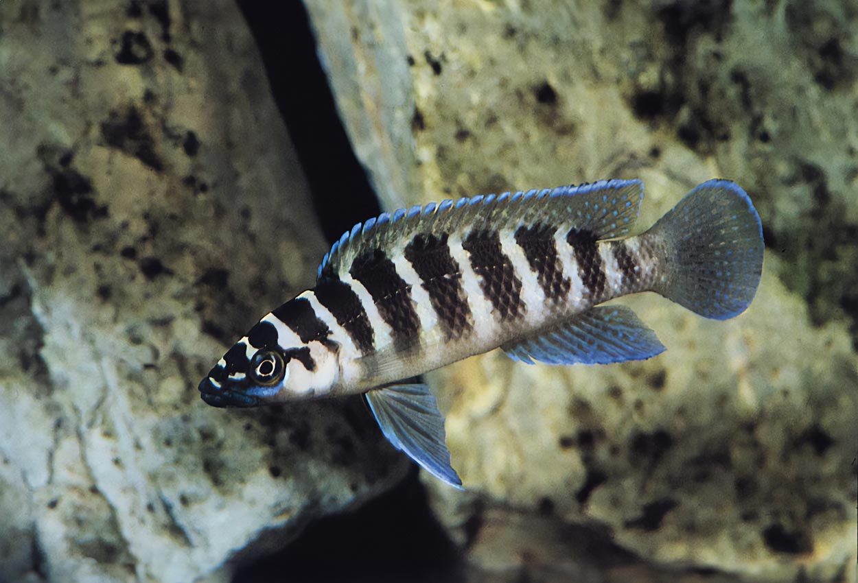 Foto på fisken Neolamprologus cylindricus