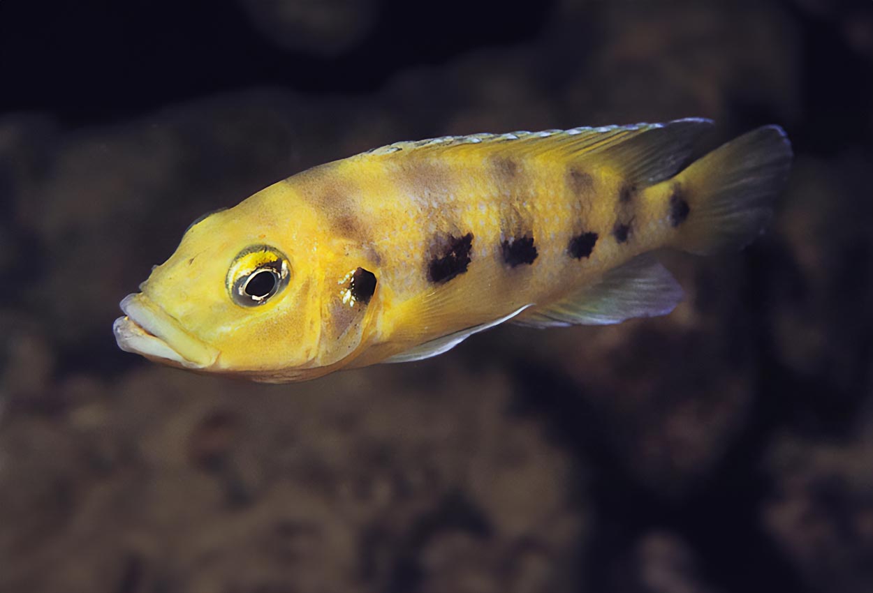 Foto på fisken Neolamprologus sexfasciatus, Kipili