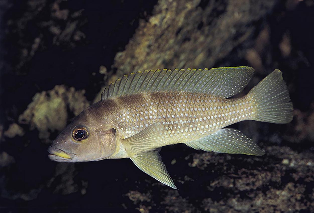 Foto på fisken Neolamprologus tetracanthus, Kipili