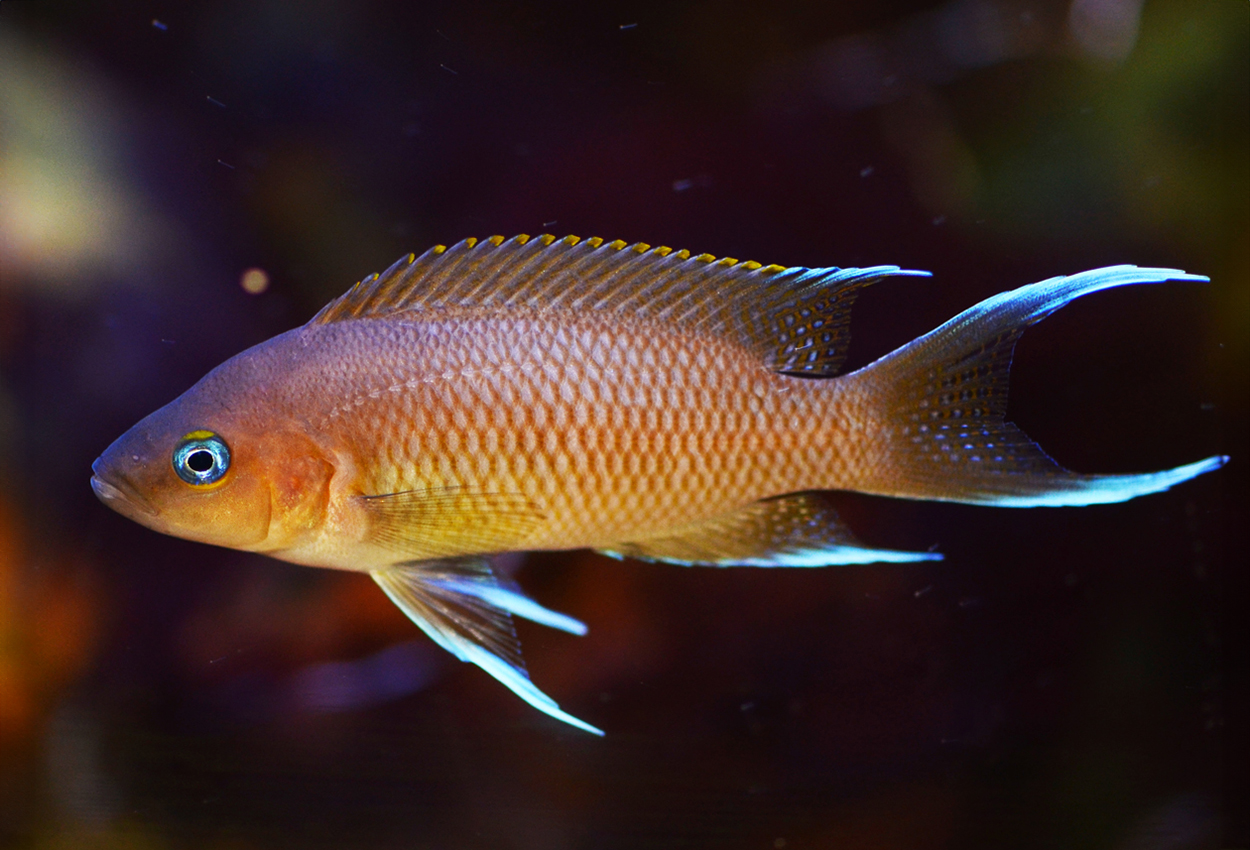 Foto på fisken Neolamprologus marunguensis 