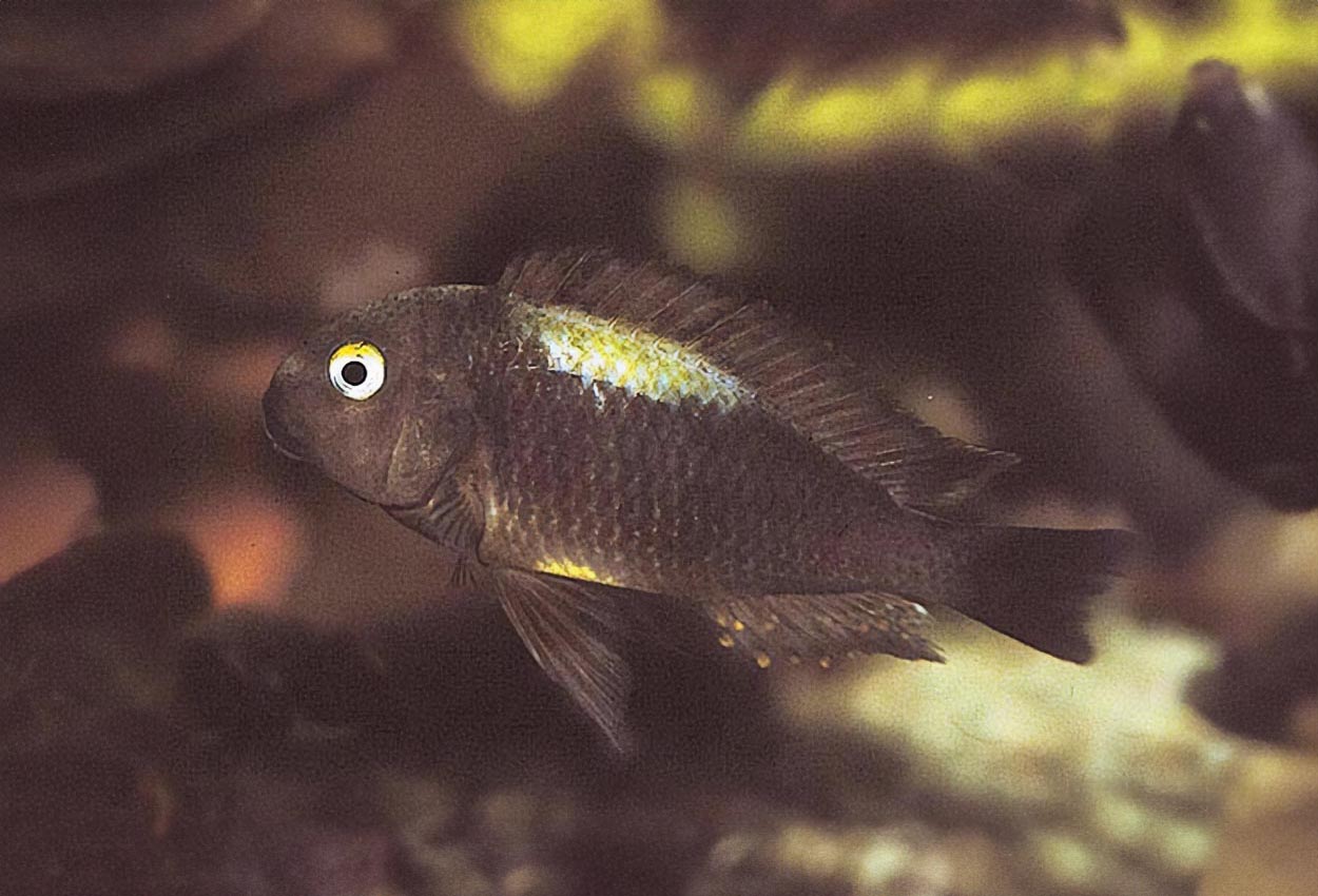 Foto på fisken Tropheus brichardi, Nyanza Lac