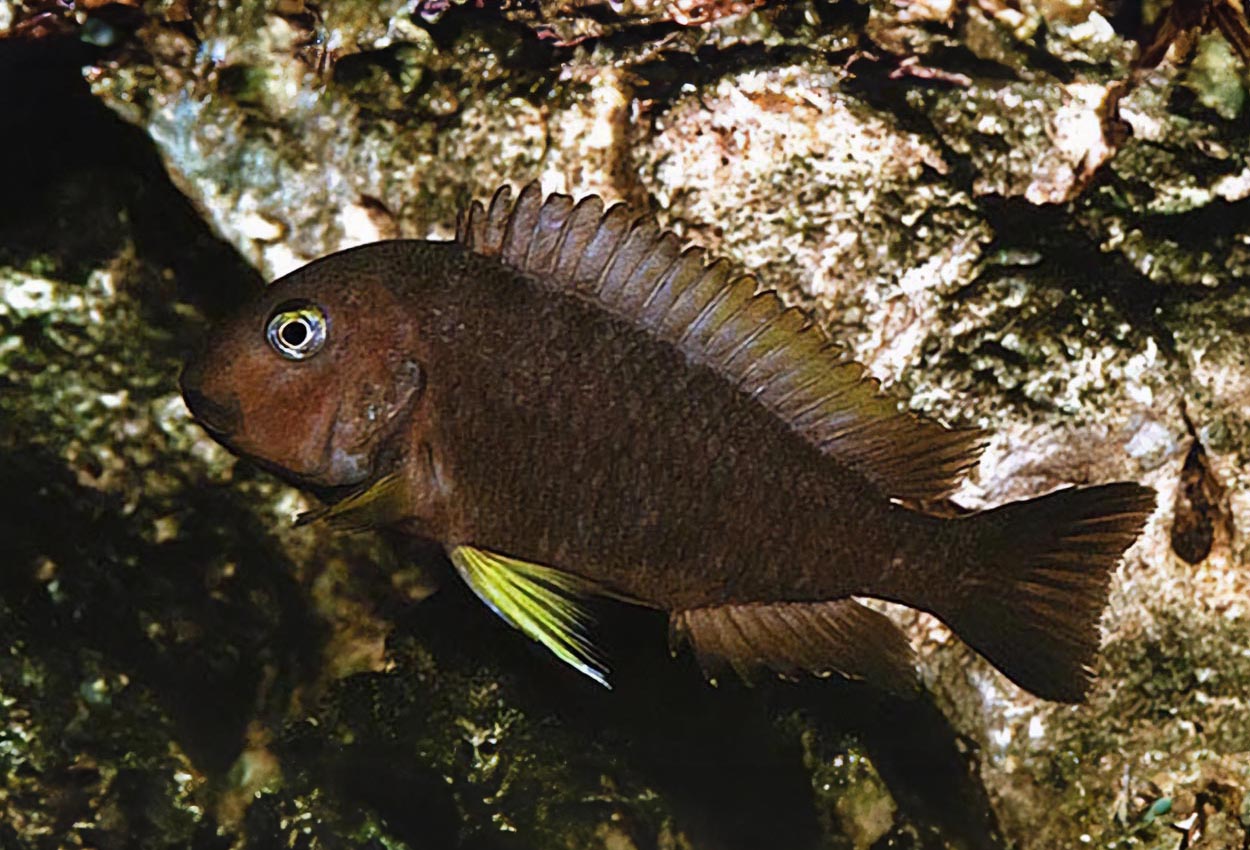 Foto på fisken Tropheus brichardi, Karilani