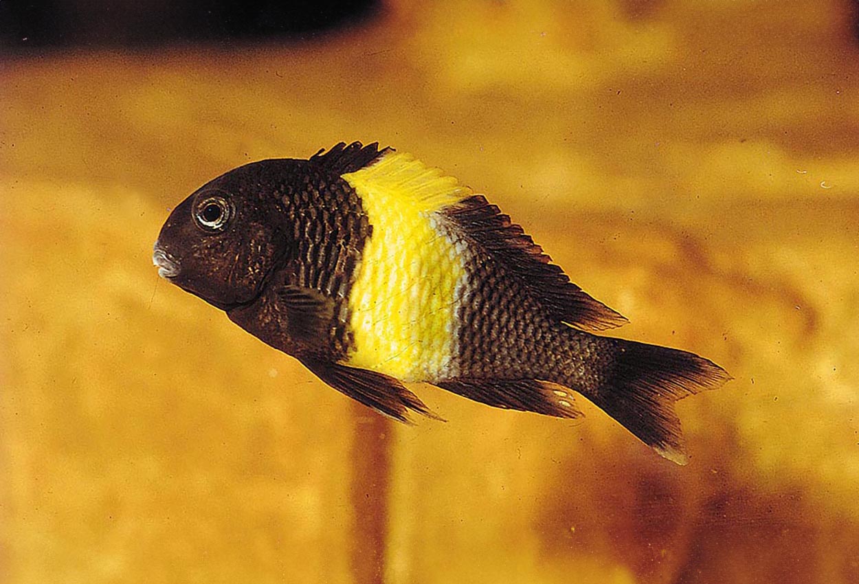 Foto på fisken Tropheus sp. 'black', Kiriza