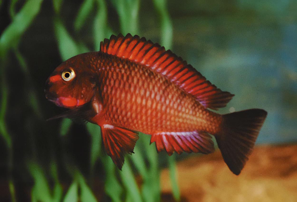 Foto på fisken Tropheus sp. 'red', Chimba