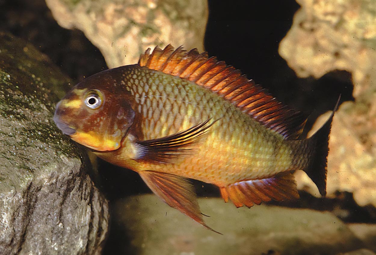 Foto på fisken Tropheus sp. 'red', Kachese