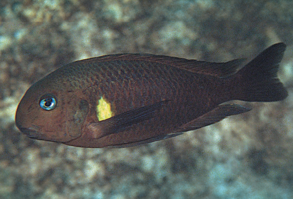 Foto på fisken Tropheus brichardi, Mvuna