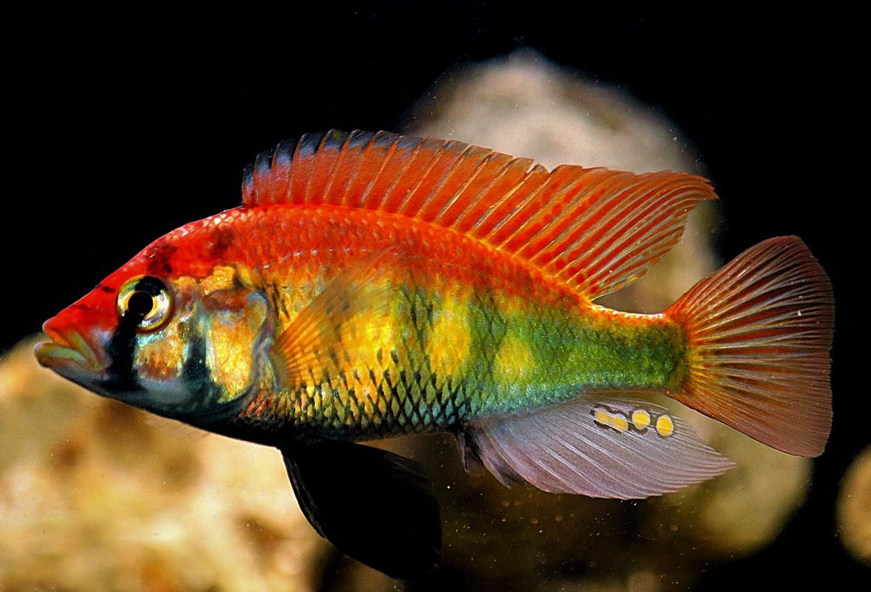 Regnbågs-haplochromis