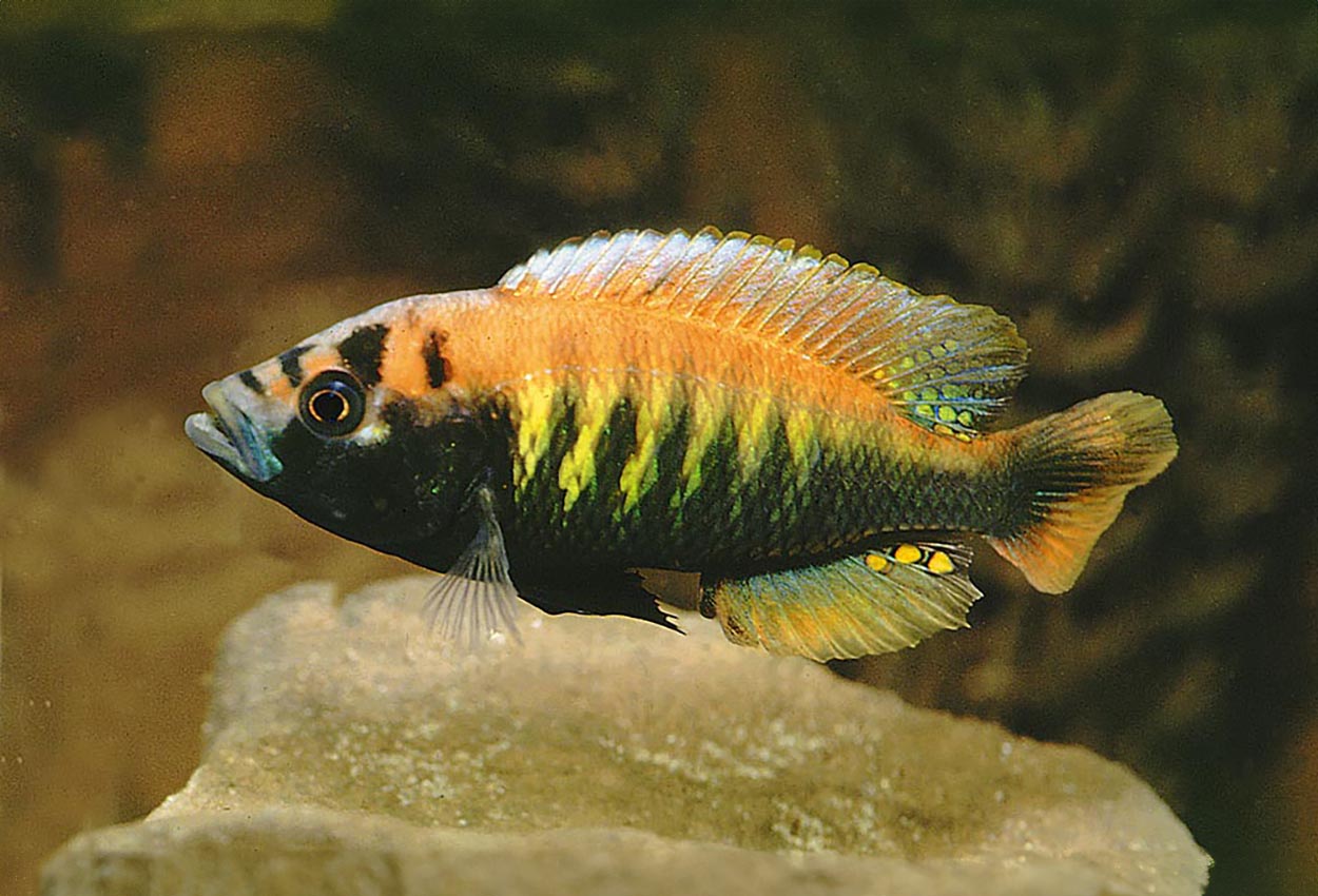 Foto på fisken Haplochromis nyererei